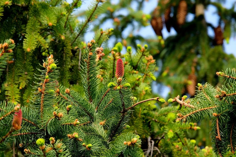 Sustainable Outdoor Solutions