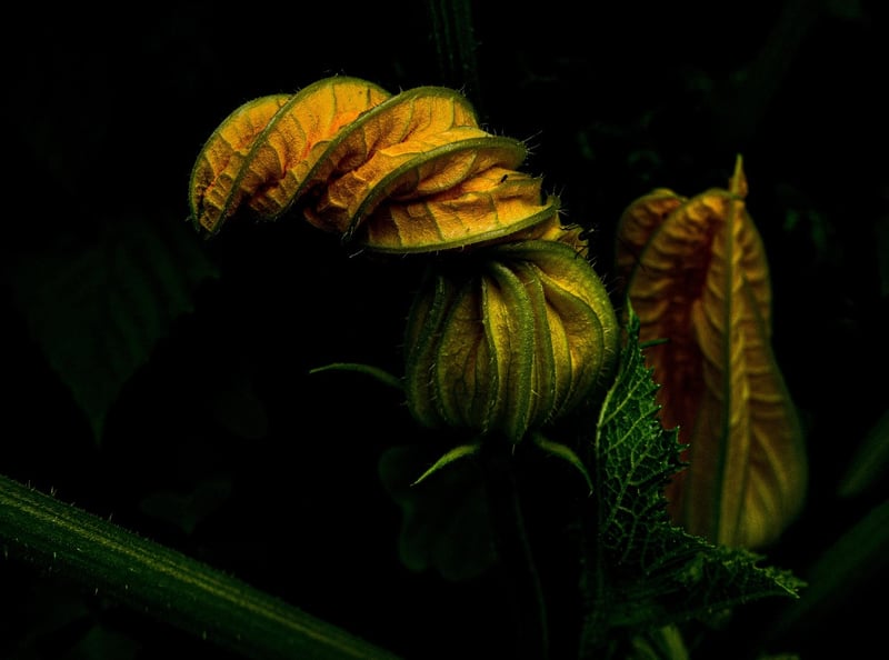 Companion Planting